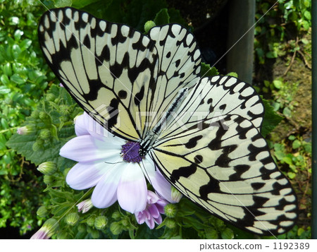 Spread wings and suck cineraria honey 1192389