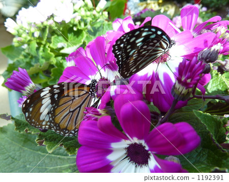 Friendly butterfly smoking honey of cineraria 1192391