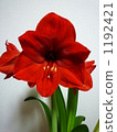 Amaryllis 1192421