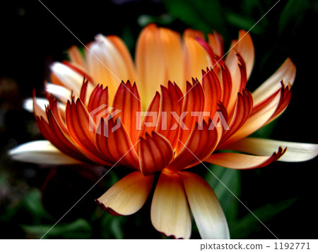 金盞花咖啡奶油 1192771