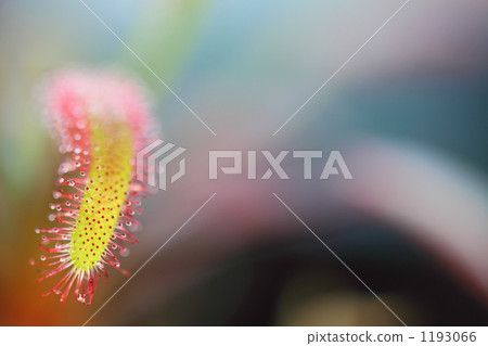 威爾士洋蔥 1193066