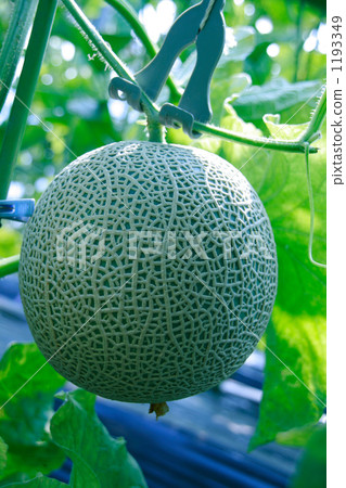 在收穫階段掩蓋瓜 在收穫階段掩蓋瓜 1193349