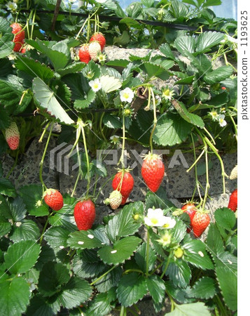 Ishigaki Ichigo Ishigaki Ichigo 1193625