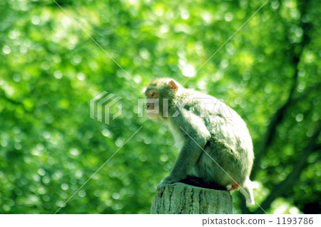 A monkey looking up 1193786
