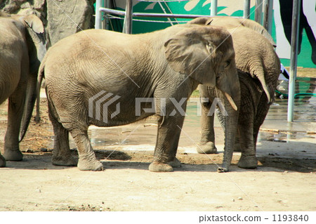 冒險世界的大象 1193840