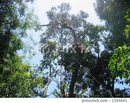 I look up to the Australian rainforest 1193841