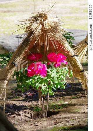 Straw surroundings and peony Straw surroundings and peony 1193955