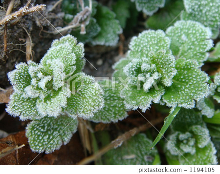 日本乳頭麥汁 桑蓋植物 七種草藥 1194105