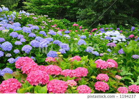 Hydrangea garden 1194237