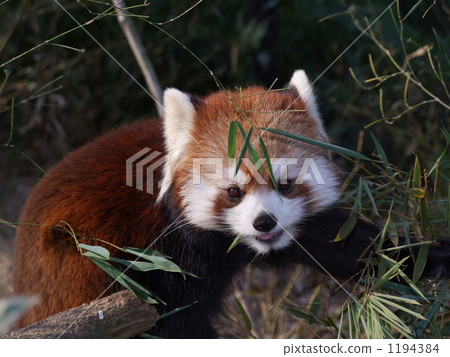 小熊貓 小熊貓 1194384