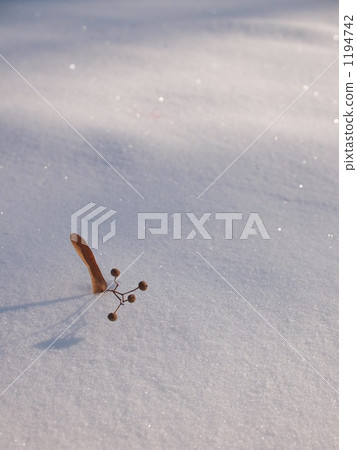 積雪覆蓋 落葉 積雪 1194742