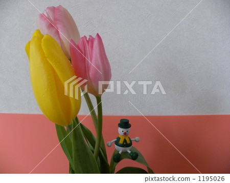 tulipa, bloom, blossom 1195026