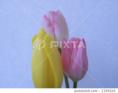 tulipa, bloom, blossom 1195028