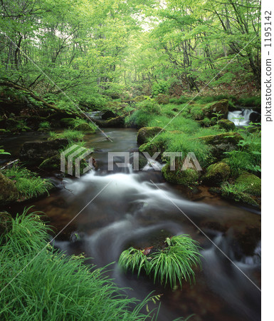 clear stream, water current, mountain stream 1195142