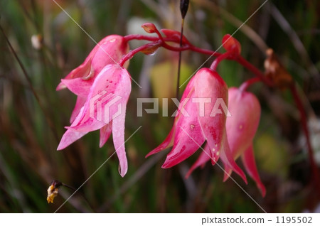 Roraima's flower 1195502