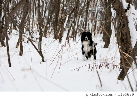 灌木 分類樹 一 1195659