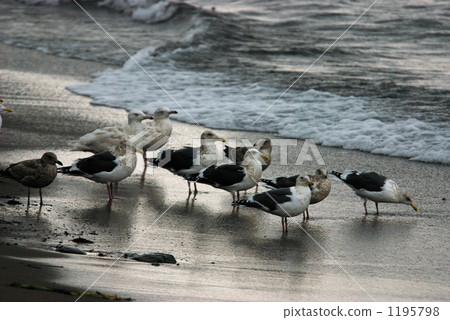 Elephant walk in Hokkaido · Seagulls Elephant walk in Hokkaido · Seagulls 1195798