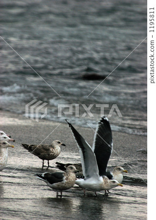 大像在北海道散步·海鷗 1195811