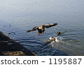 Duck maybe flying 1195887