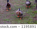 Duck 1195891