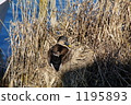 A duck that warms an egg 1195893