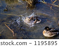 A duck taking a bath 1195895
