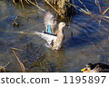 Flapping duck 1195897