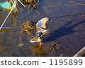 Flapping duck 1195899