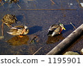 A clown duck 1195901