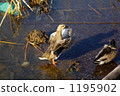 Flapping duck 1195902