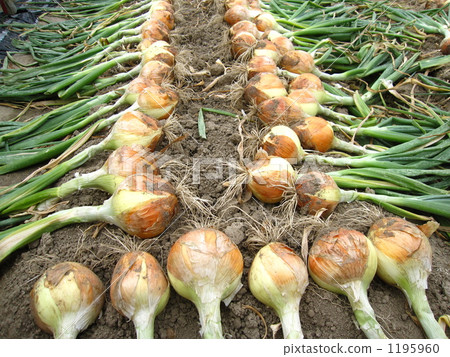 快樂的時光 1195960