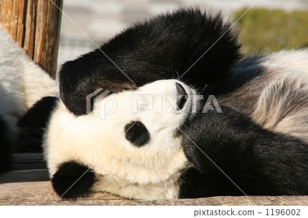 伸開四肢躺 伸開四肢坐 大熊貓 1196002
