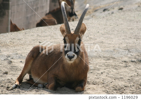roan antelope, front, front view 1196029