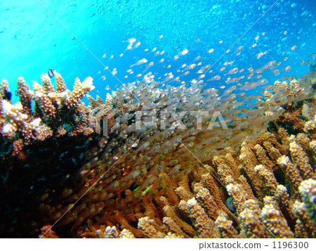 arrow cardinal, bevy, bunch 1196300