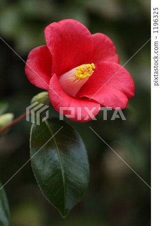 Tsubaki 'Koji' 1196325