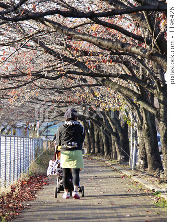 一棵死的樹的人行道 1196426