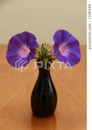 琉球牽牛花 1196440