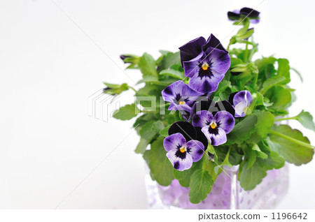 三色堇 室內盆栽 觀葉植物 1196642