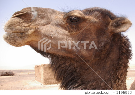 Up of camels Up of camels 1196953