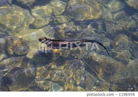 Umiguanas swimming 1196956