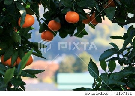 邁肯的相框 1197151