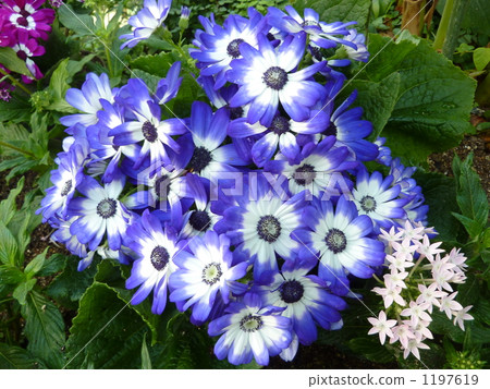 Brilliant blue cineraria 1197619