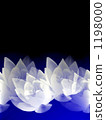 water lily, water-lily, waterlily 1198000