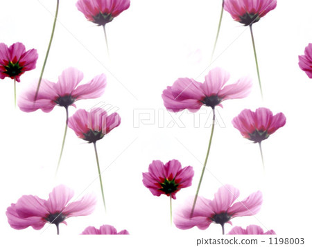 Furi .. Cosmos Furi .. Cosmos 1198003
