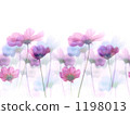 cosmos, cosmea, floral 1198013