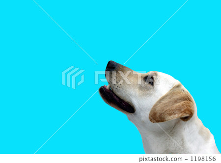 Dog's profile Dog's profile 1198156