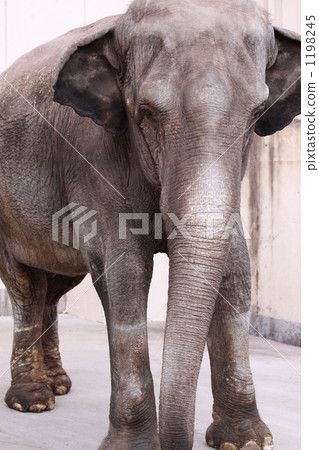 elephant, elephants, one head (of cattle 1198245
