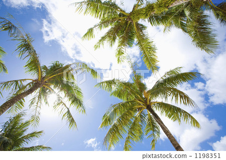 coconut palm tree, palm tree, palm-tree 1198351