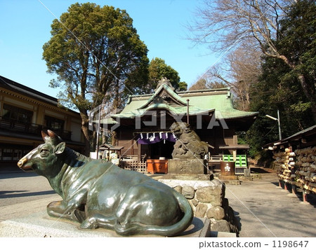 Cattle and worshipers of Taniho Tenmangu Shrine 1198647