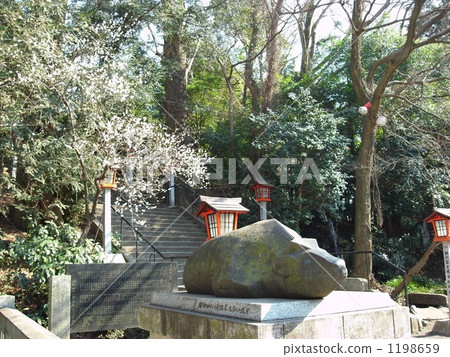 Cows and plums of Taniho Tenmangu Shrine 1198659
